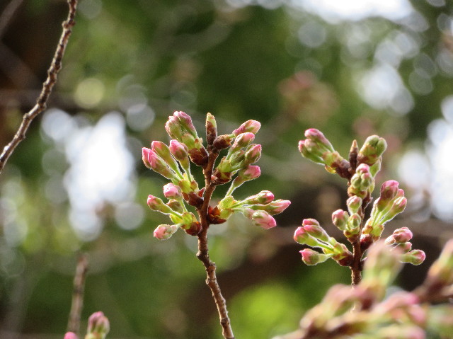 ファイル 6156-1.jpg