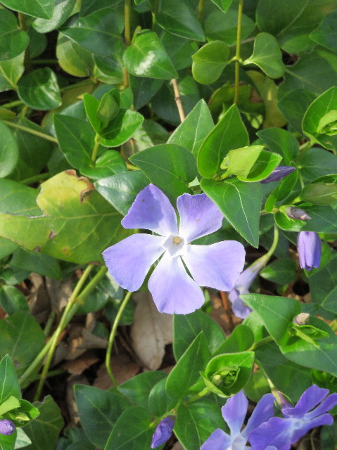 ファイル 6156-3.jpg