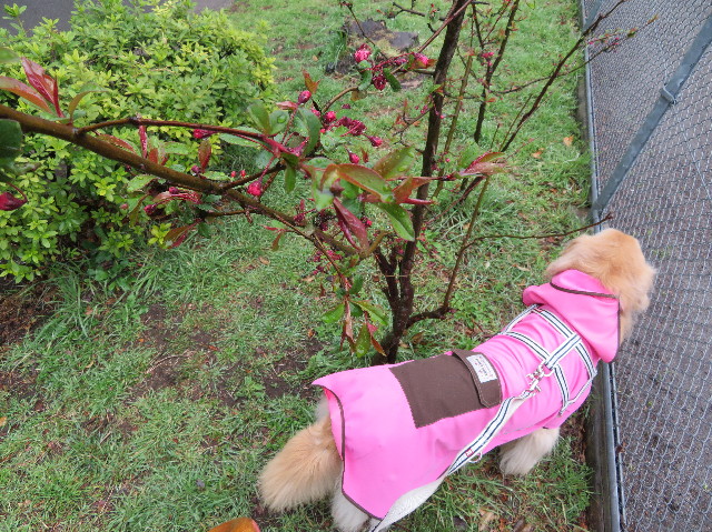 ファイル 6160-2.jpg