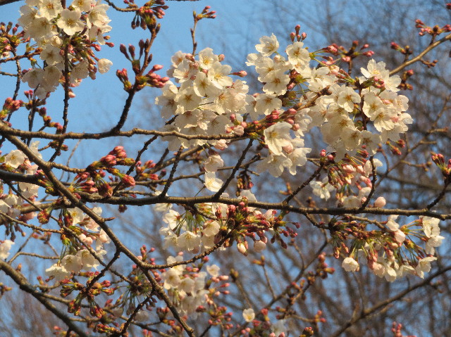 ファイル 6163-2.jpg