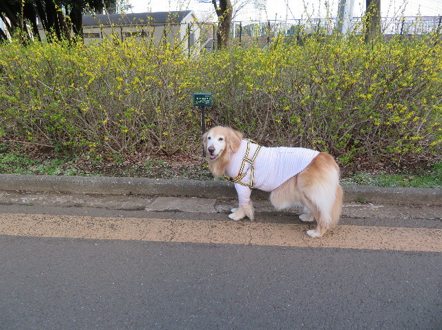 ファイル 6163-3.jpg