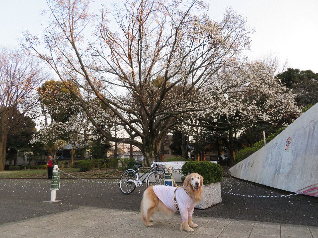 ファイル 6163-4.jpg