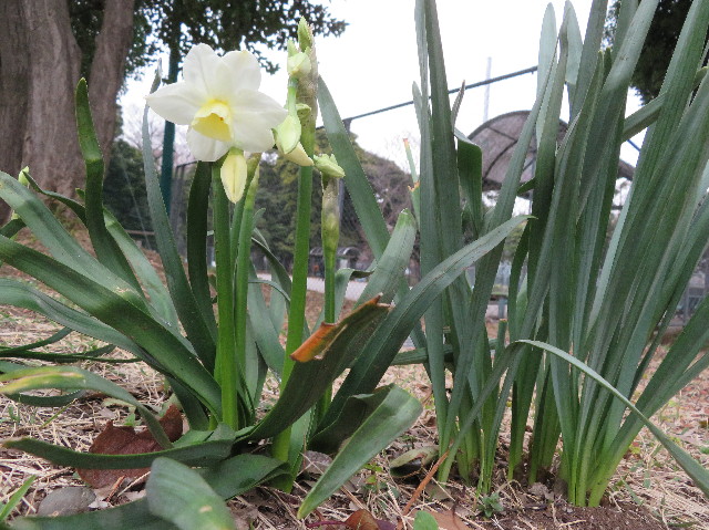 ファイル 6164-2.jpg