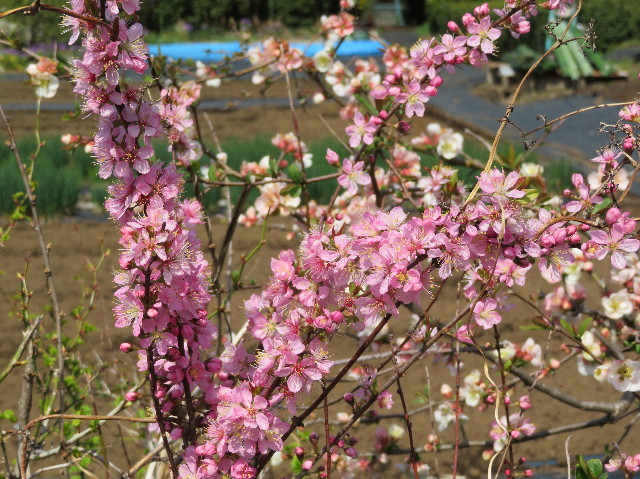 ファイル 6168-4.jpg