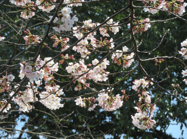 ファイル 6170-4.jpg