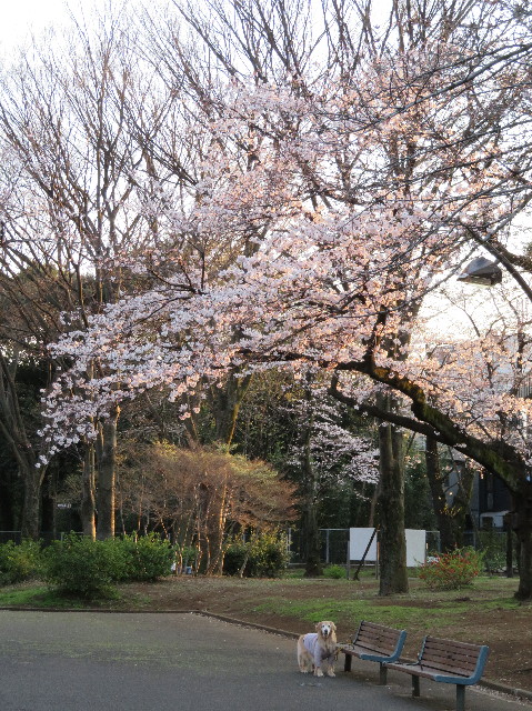 ファイル 6173-1.jpg