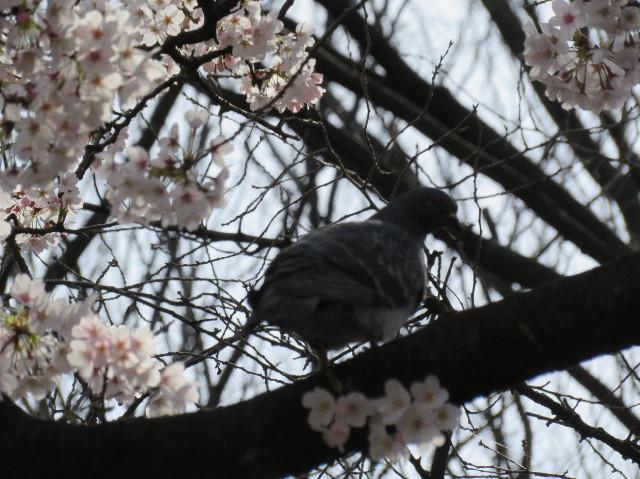 ファイル 6174-5.jpg