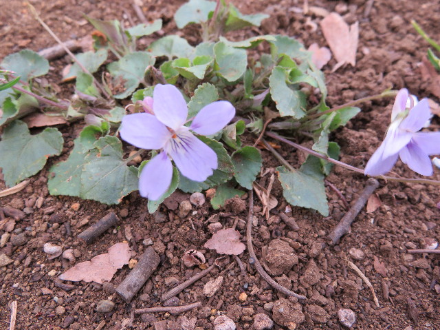 ファイル 6175-1.jpg