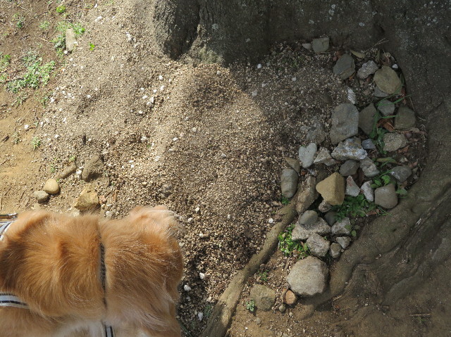 ファイル 6176-4.jpg