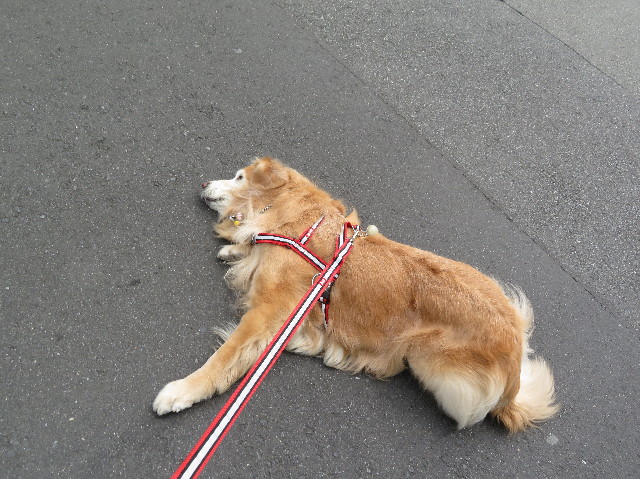 ファイル 6182-4.jpg