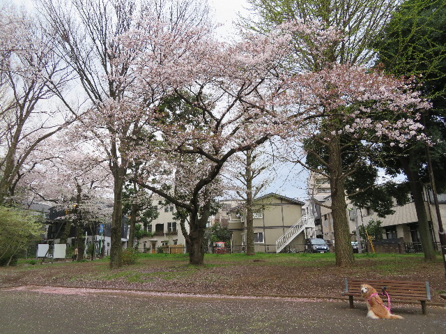 ファイル 6184-3.jpg