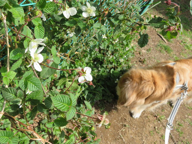 ファイル 6192-5.jpg