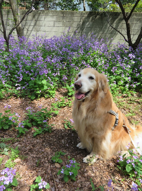 ファイル 6193-3.jpg