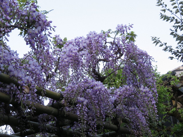 ファイル 6200-4.jpg