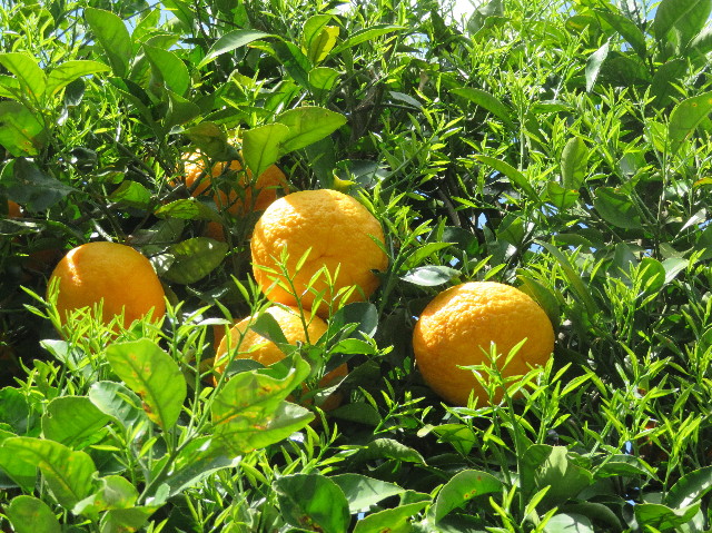 ファイル 6201-2.jpg