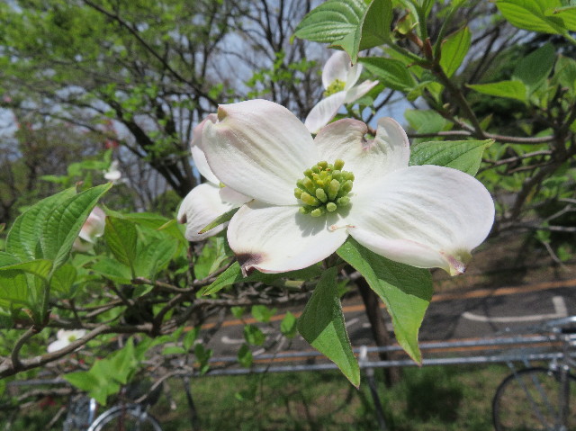 ファイル 6204-3.jpg