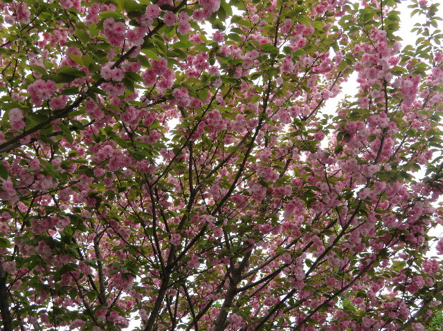 ファイル 6206-2.jpg