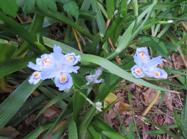 ファイル 6208-5.jpg