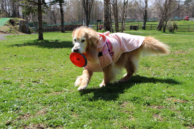 ファイル 6212-2.jpg