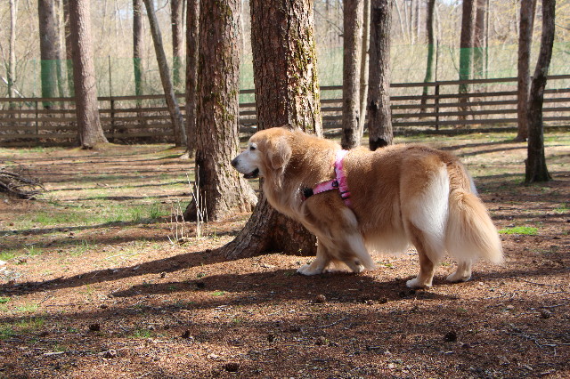 ファイル 6212-5.jpg