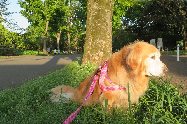 ファイル 6220-2.jpg