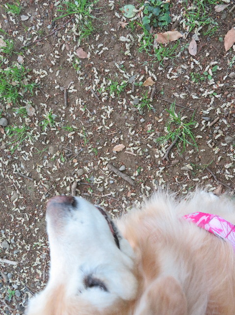 ファイル 6220-3.jpg