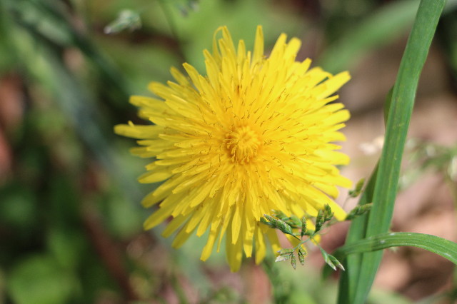 ファイル 6221-1.jpg