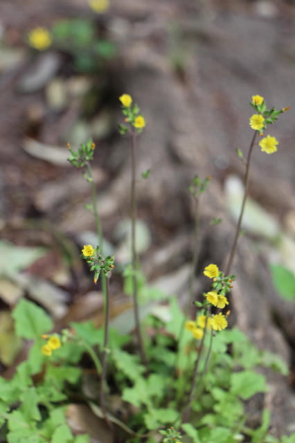 ファイル 6221-3.jpg