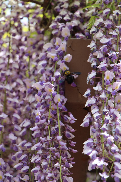 ファイル 6222-2.jpg