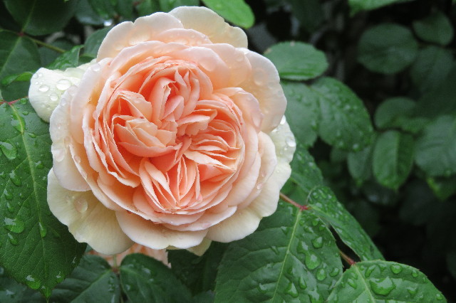 ファイル 6235-2.jpg