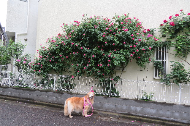 ファイル 6235-4.jpg