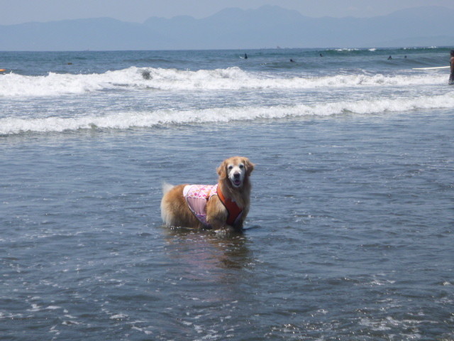 ファイル 6236-5.jpg