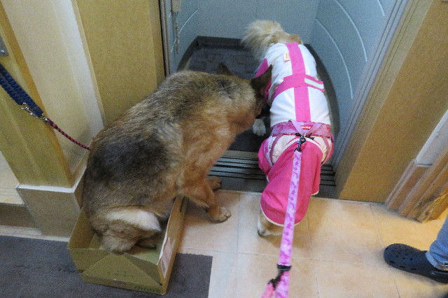 ファイル 6241-1.jpg