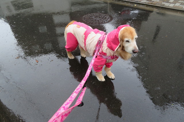 ファイル 6241-3.jpg