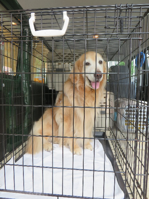 ファイル 6247-1.jpg