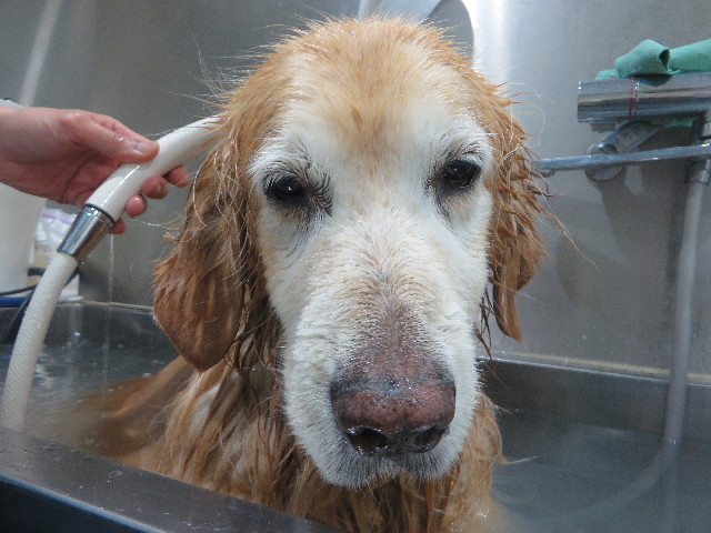 ファイル 6247-5.jpg