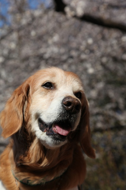 ファイル 6250-2.jpg