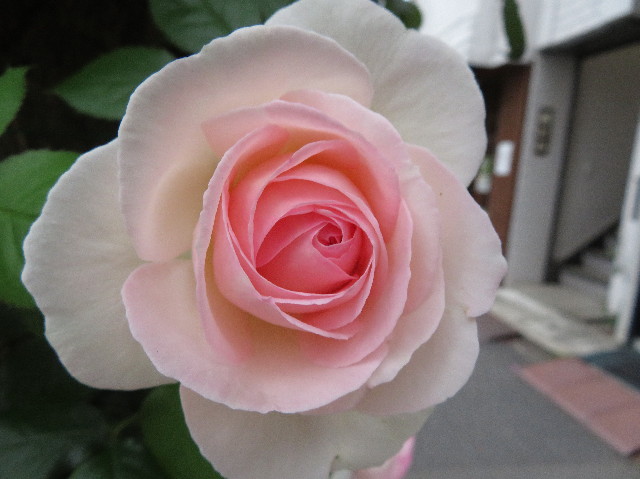 ファイル 6251-4.jpg