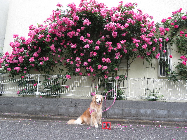 ファイル 6251-5.jpg