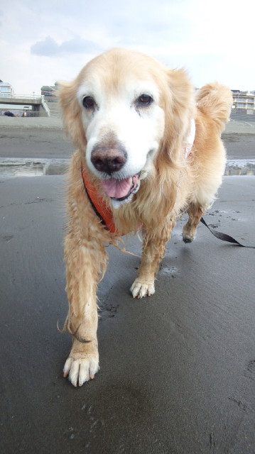 ファイル 6253-5.jpg