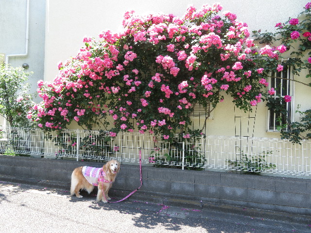 ファイル 6256-2.jpg