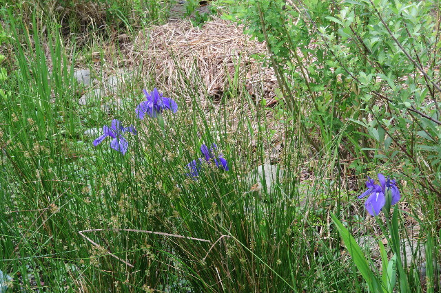 ファイル 6258-1.jpg