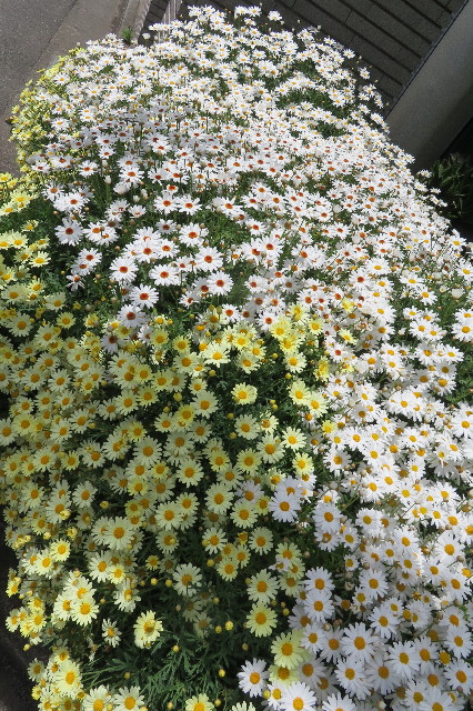 ファイル 6258-5.jpg