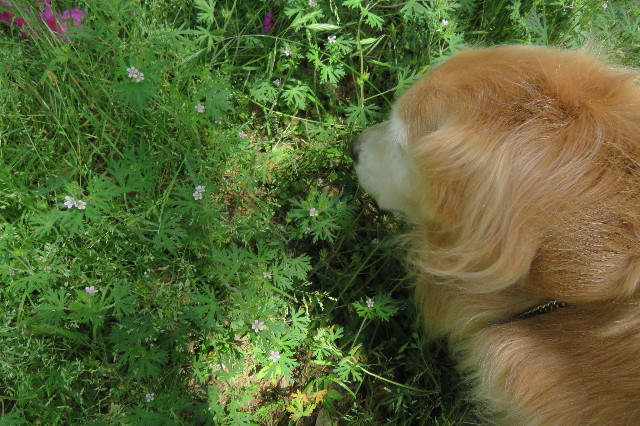 ファイル 6260-1.jpg