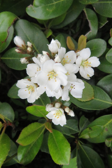 ファイル 6260-2.jpg