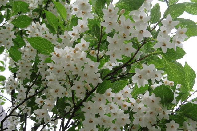 ファイル 6260-4.jpg