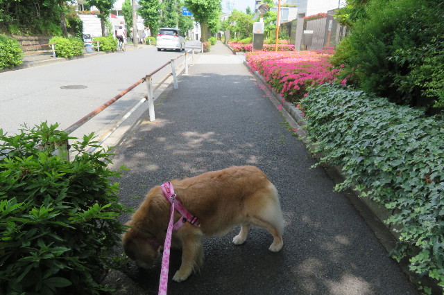 ファイル 6265-1.jpg