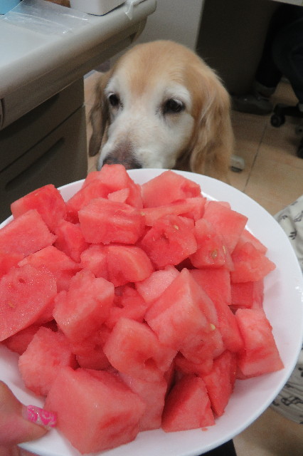 ファイル 6265-4.jpg