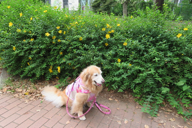 ファイル 6273-5.jpg