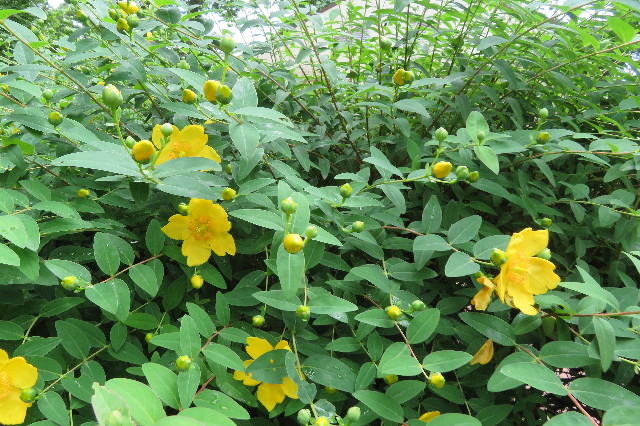 ファイル 6274-3.jpg